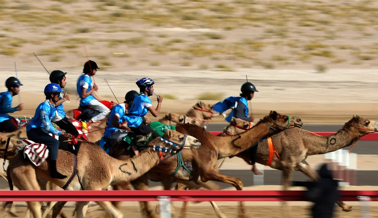 Para joki bersaing saat mengikuti balapan unta selama festival warisan Sheikh Sultan Bin Zayed al-Nahyan di Abu Dhabi, Uni Emirat Arab (10/2). (AFP/Karim Sahib)