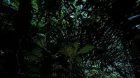 Tangisan Penemu Rafflesia Hasseltii di Hutan Sumpur Kudus, 13 Tahun Pencarian Terbayar Lunas