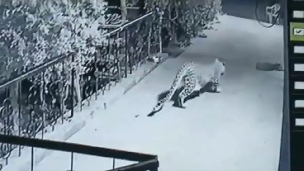 Macan tutul memburu anjing peliharaan