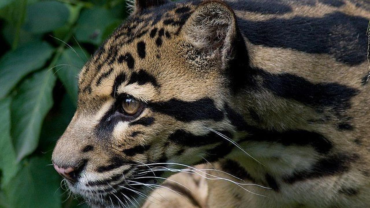Macan Dahan memiliki bulu berwarna abu-abu kecokelatan dengan corak unik tampak seperti awan. Macan Dahan adalah predator utama di wilayah hutan tropis Kalimantan karena badannya yang kekar dan otot kaki yang kuat.