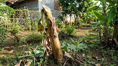 Cara Fermentasi Batang Pisang untuk Pupuk, Begini Langkah Mudah Membuatnya di Rumah