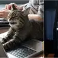 Reaksi lucu kucing saat marah. (Sumber: old.reddit/jix333/ reddit/Barfsack)