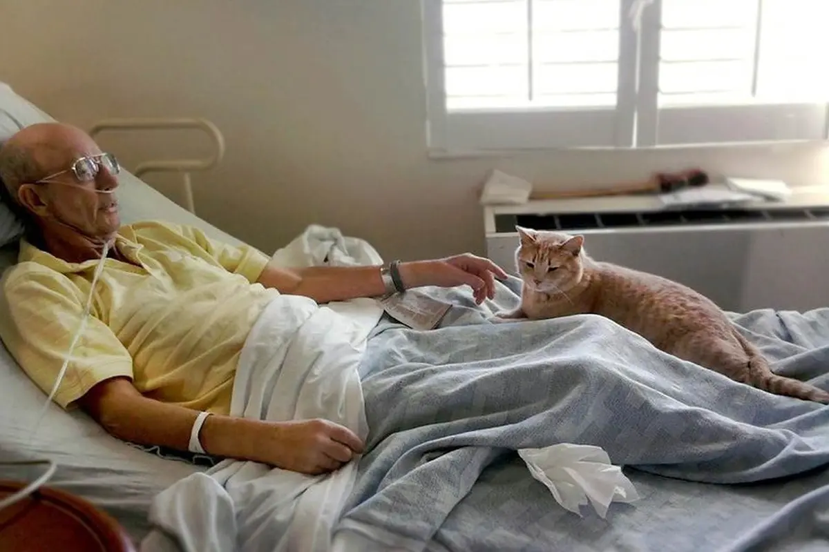 Kucing Berhati Malaikat, Temani Pasien yang Sekarat
