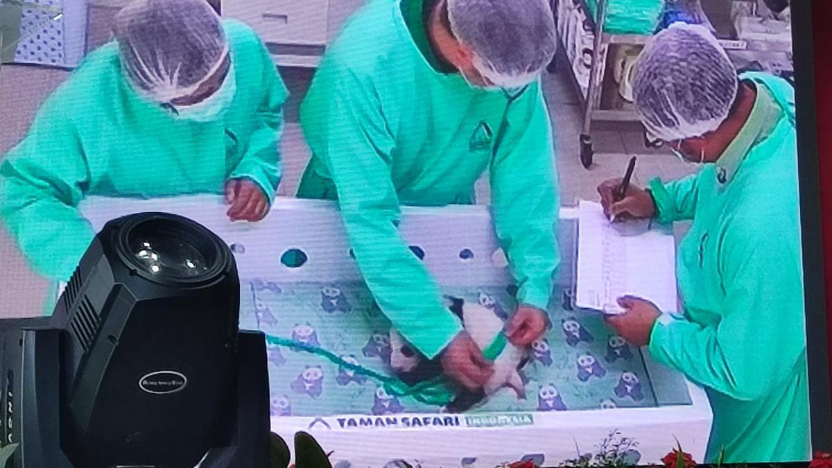 Perayaan 40 Hari Bayi Panda Rio Penghuni Taman Safari Indonesia Bogor, Beratnya Naik 46 Persen