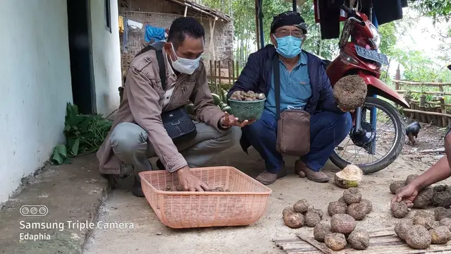 Beberapa petani porang Garut, Jawa Barat tengah menyeleksi bibit tanaman porang di lahan pertanian mereka.