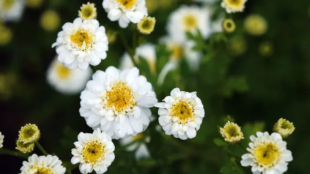 Pyrethrum (Tanacetum cinerariifolium)