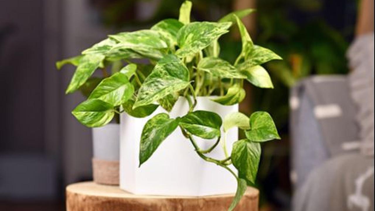 Golden Pothos