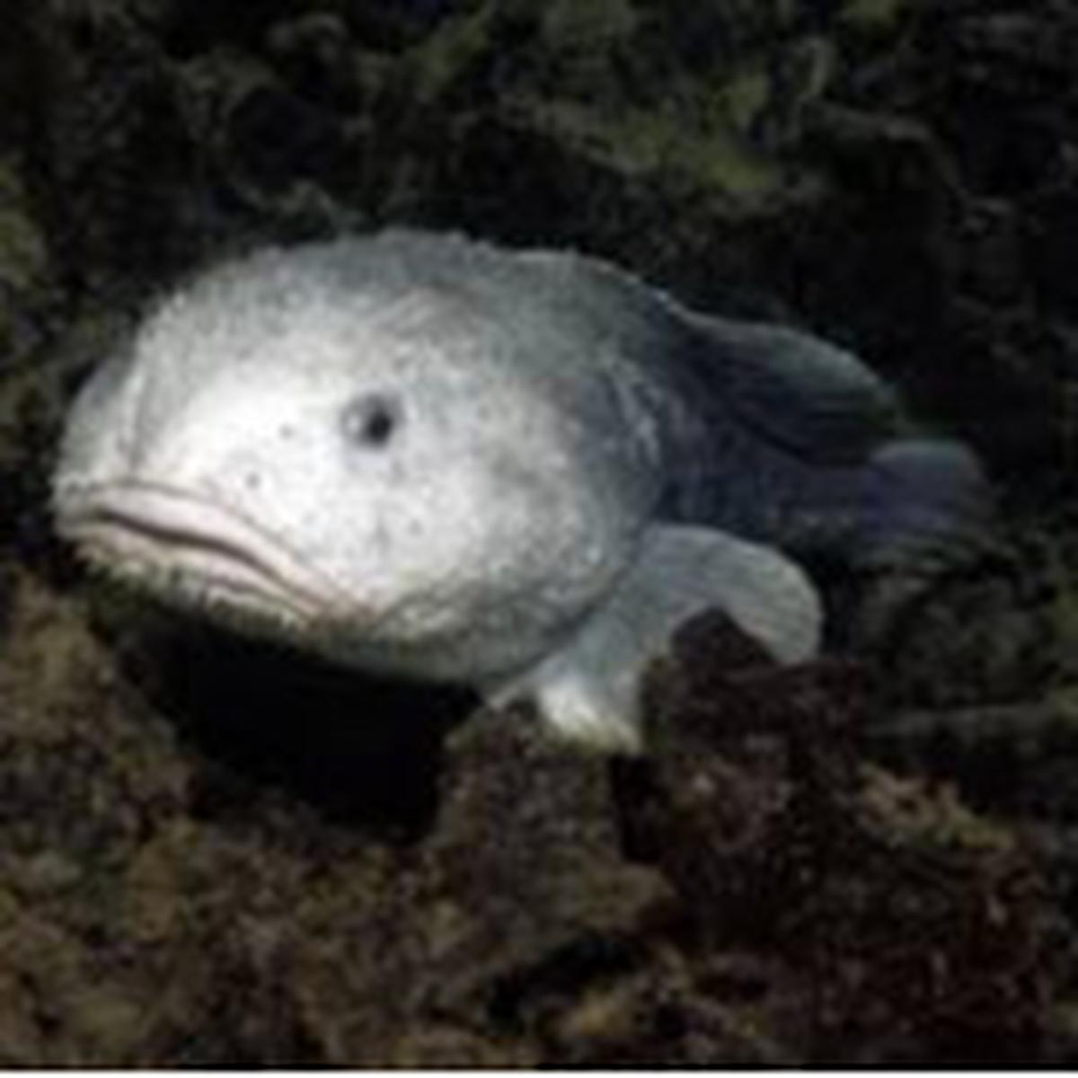 Blobfish