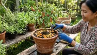 9 Cara Mengusir Semut dari Pot Cabai Tanpa Merusak Tanaman, Ampuh dengan Bahan Alami