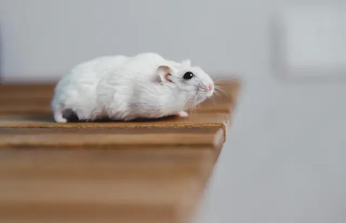 16 Cara Mengusir Tikus yang Membandel, Bisa Terbebas dalam 2 Minggu