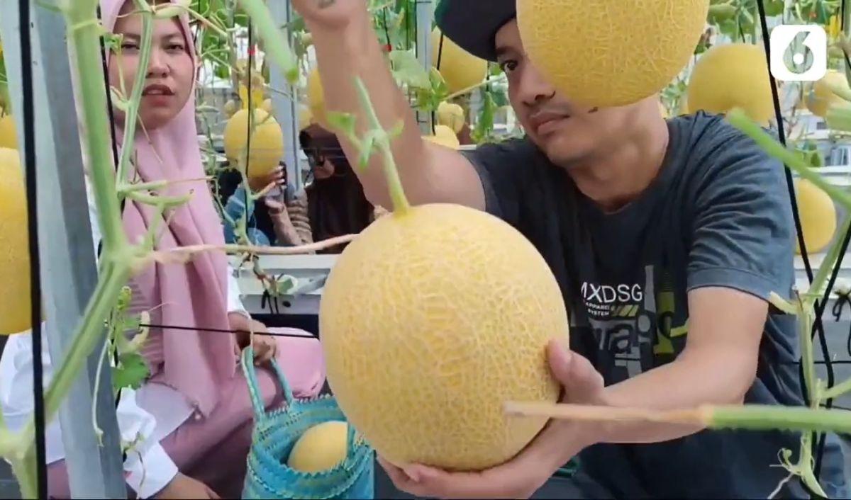Ngabuburit Petik Buah