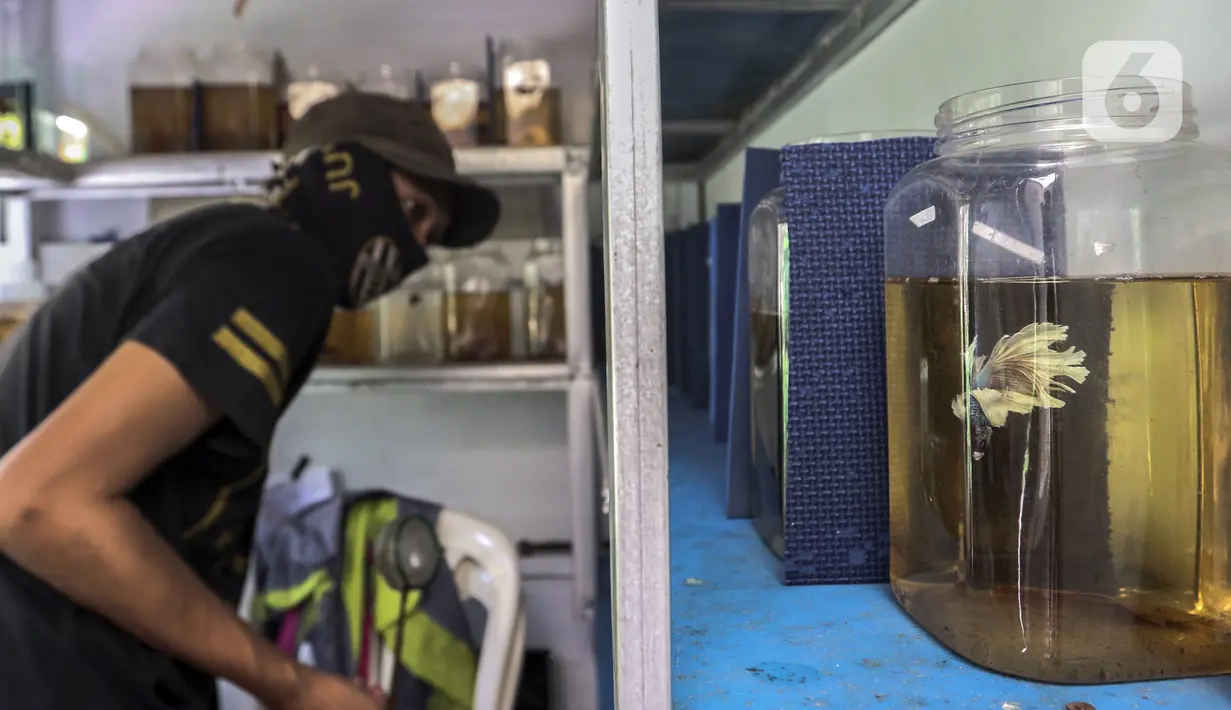 Pekerja melakukan perawatan ikan cupang hias di Galeri Simprug Betta Fish, Jakarta, Jumat (7/8/2020). Ikan cupang hias di sini dijual dengan harga Rp 50 ribu hingga Rp 3,5 juta per ekor. (Liputan6.com/Johan Tallo)