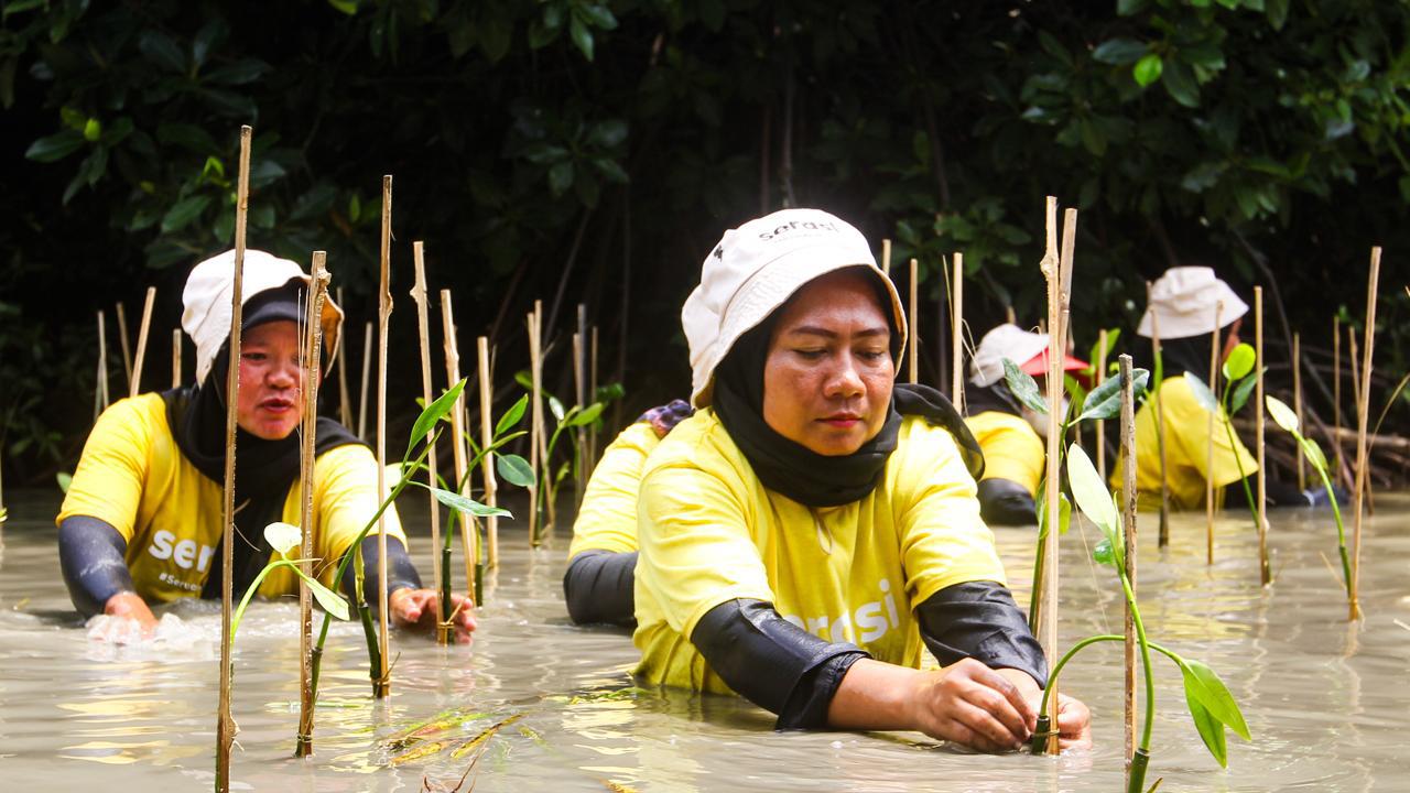 Bantu Hindari Ancaman Abrasi dan Banjir Rob, 1.000 Mangrove Ditanam di Pantai Bahagia
