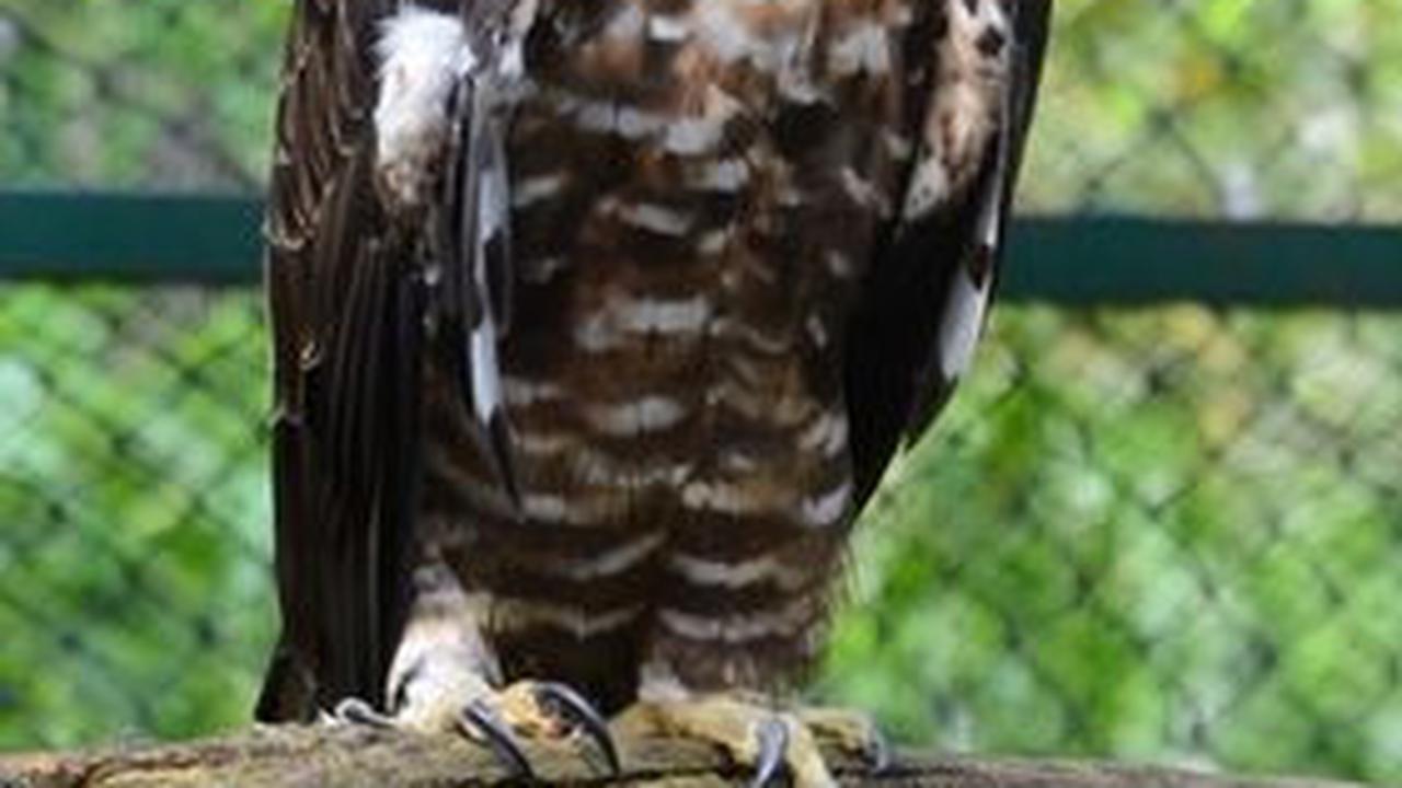 <b>Elang Jawa (Nisaetus bartelsi)</b>