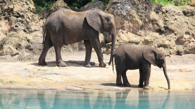 7 Arti Mimpi Gajah, Pertanda Mendapat Keberuntungan Melimpah