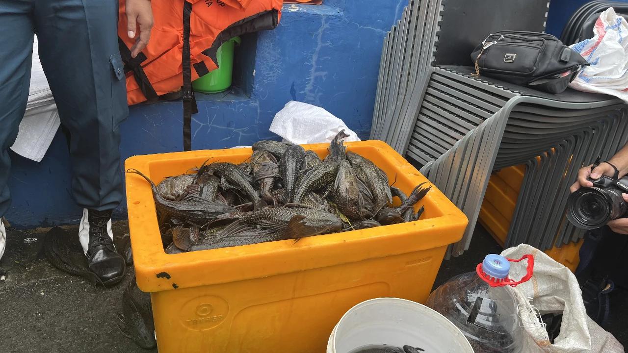 KKP Siapkan Revisi Aturan Kendalikan Populasi Ikan Sapu-Sapu