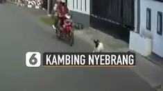 Ada-ada saja tingkah hewan kambing yang satu ini. Mendadak nyabrang hingga hampir membuat pemotor masuk got.