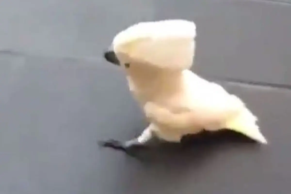 [Bintang] Tebak, Ini Burung atau Anjing?