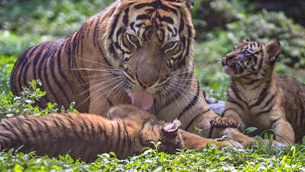 FOTO: Tingkah Menggemaskan Empat Anak Harimau Sumatra di Taman Safari Prigen