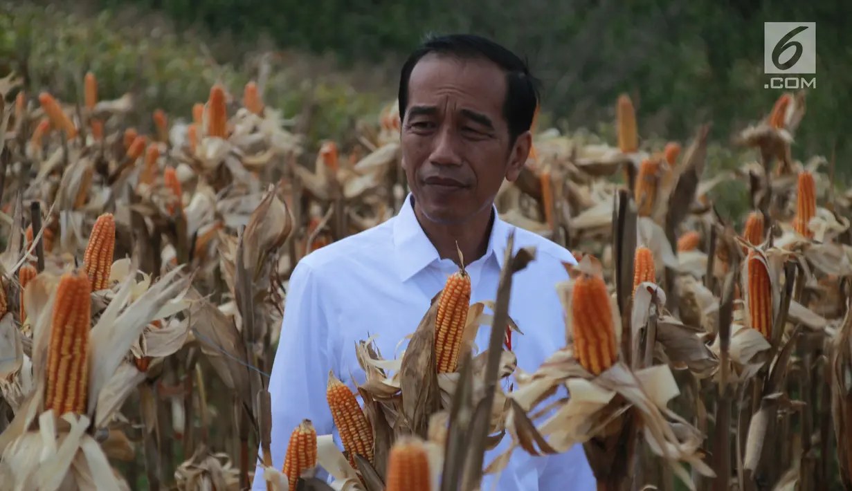 Presiden Joko Widodo (Jokowi) memanen dalam acara panen raya jagung di Desa Botuwombato, Kabupaten Gorontalo Utara, Jumat (1/3). Pada kesempatan itu, Jokowi menyempatkan diri untuk berdialog dengan beberapa petani jagung. (Liputan6.com/Arfandi Ibrahim)