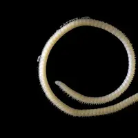 Sebuah penemuan mengungkapkan serangga aneh yang memiliki ratusan kaki dan kelenjar racun. (Via: mirror.co.uk)