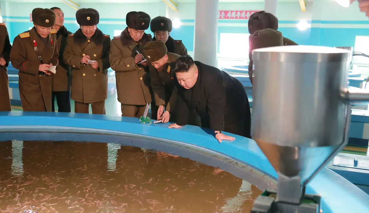 Pemimpin Korea Utara, Kim Jong Un melihat kolam budidaya ikan lele saat mengunjungi Samchon Catfish Farm, Selasa (21/2). Kim Jong tampak mengamati ikan lele yang mulai membesar. (AFP Photo/KCNA)