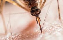 Kemenkes: Wolbachia Bisa Bikin Nyamuk Penyebab DBD Mandul