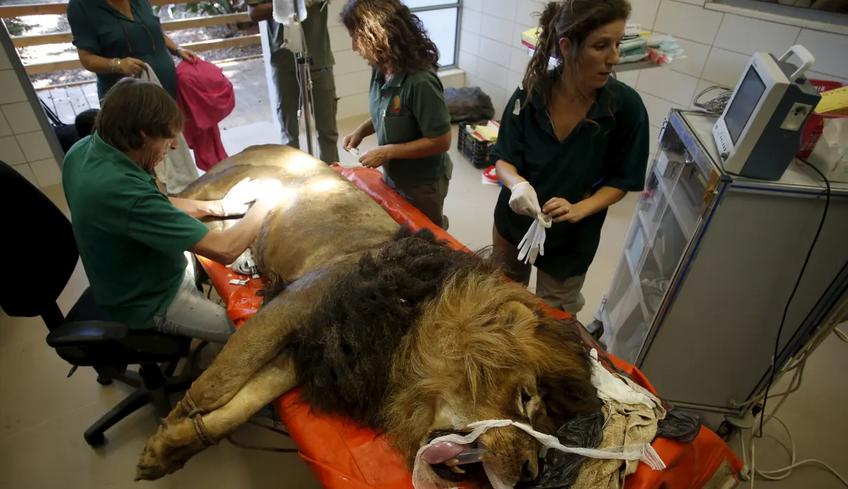 Samuni, singa delapan tahun saat menjalani pembedahan pengangkatan tumor dari perutnya di Ramat Gan Safari Zoo, Tel Aviv, Israel, Rabu (29/7/2015). (REUTERS/Baz Ratner)