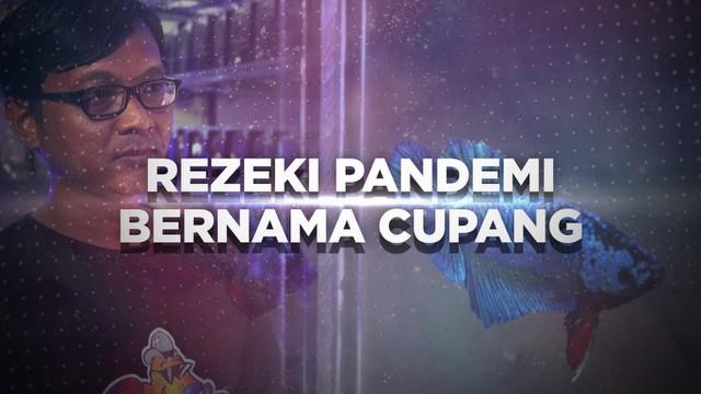 Berita Ikan Cupang Hari Ini Kabar Terbaru Terkini Liputan6 Com