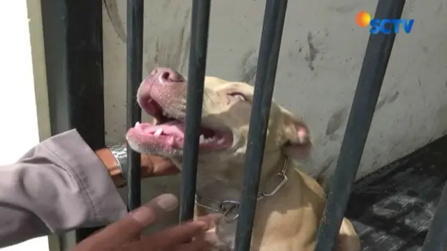 Sementara itu, dua ekor anjing pitbull milik Najam, kini masih diamankan di sel tahanan Satuan Sabhara Polres Kediri Unit K-9.