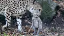 Ibu cheetah, Isantya bembawa salah satu dari tiga bayinya saat dalam kandang di kebun binatang di Muenster, Jerman, Jumat (9/11). Sekitar 50 hewan yang terancam punah lahir di kebun binatang ini sejak tahun 70-an. (AP Photo/Martin Meissner)
