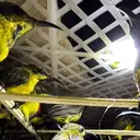 Bagasi Bus Dibuka, Petugas Temukan 991 Burung Kicau