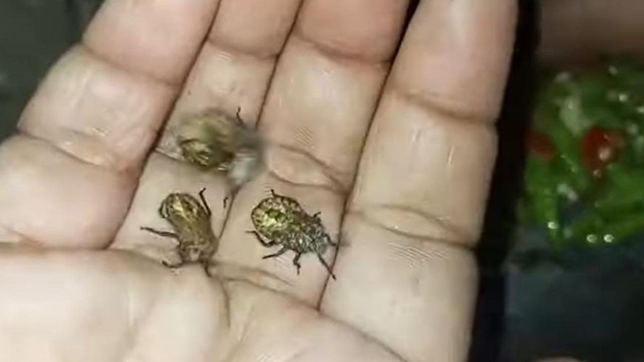 Kenikmatan sambal beser benar-benar diakui warga setempat, sebagai salah satu lauk pauk yang hadir di meja makan sehari-hari.<br><br>Gambar: Youtube Laying Duck Official.