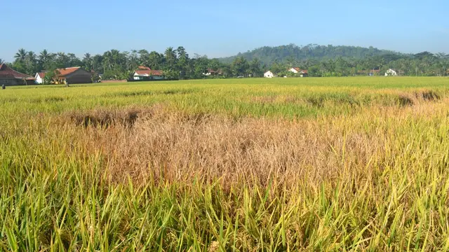 Tanaman padi siap panen gosong diserang wereng. (Foto: Liputan6.com/Muhamad Ridlo)