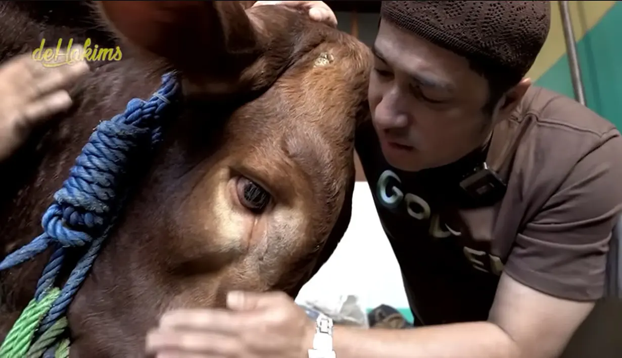 Irfan hakim pamit kepada Golden yang akan disembelih untuk kurban sang ibunda. Irfan  tampak mengelus-elus sambil berbicara dengan sapi kurbannya. [Youtube/deHakims channel]