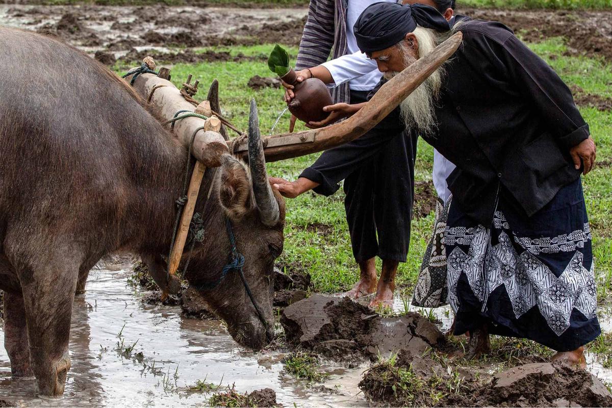 FOTO: Doa Petani Sleman dalam Ritual Adat Megawe