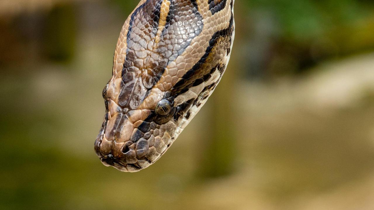 Tak Cuma di Sulawesi, Kasus Ular Makan Orang Pernah Terjadi di Negara Ini