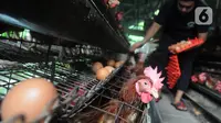 Pekerja memanen telur ayam di salah satu peternakan kawasan Pengasinan, Bogor, Selasa (28/12/2021). Menurut peternak setempat, dua hari terakhir harga telur ayam ras di tingkat peternak mulai mengalami penurunan dari Rp30 ribu menjadi Rp28 per kilogram. (merdeka.com/Arie Basuki)