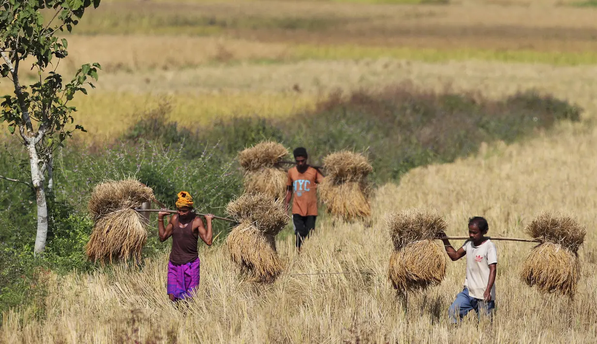 Para petani membawa padi di pundak mereka setelah panen, di pinggiran Gauhati, India (16/11/2019). Lebih dari 70 persen dari 1,25 miliar penduduk India terlibat dalam pertanian. (AP Photo/Anupam Nath)