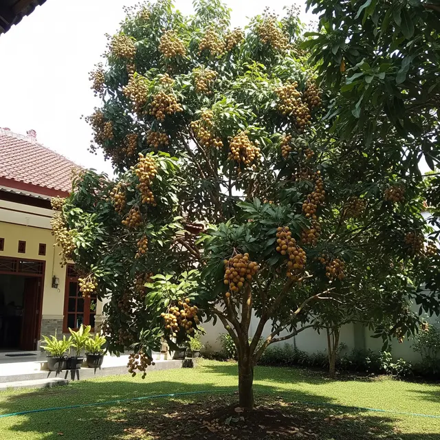 Pohon Kelengkeng yang Berbuah Lebat di Halaman Rumah (Gemini AI)
