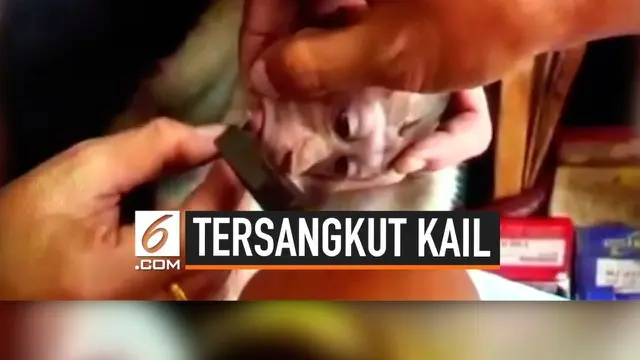VIDEO: Kasihan, Lidah Bayi Monyet Tersangkut Kail