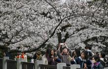 Bukan Cuma Sakura, Ini Alasan Orang Indonesia Tak Bosan Liburan ke Jepang