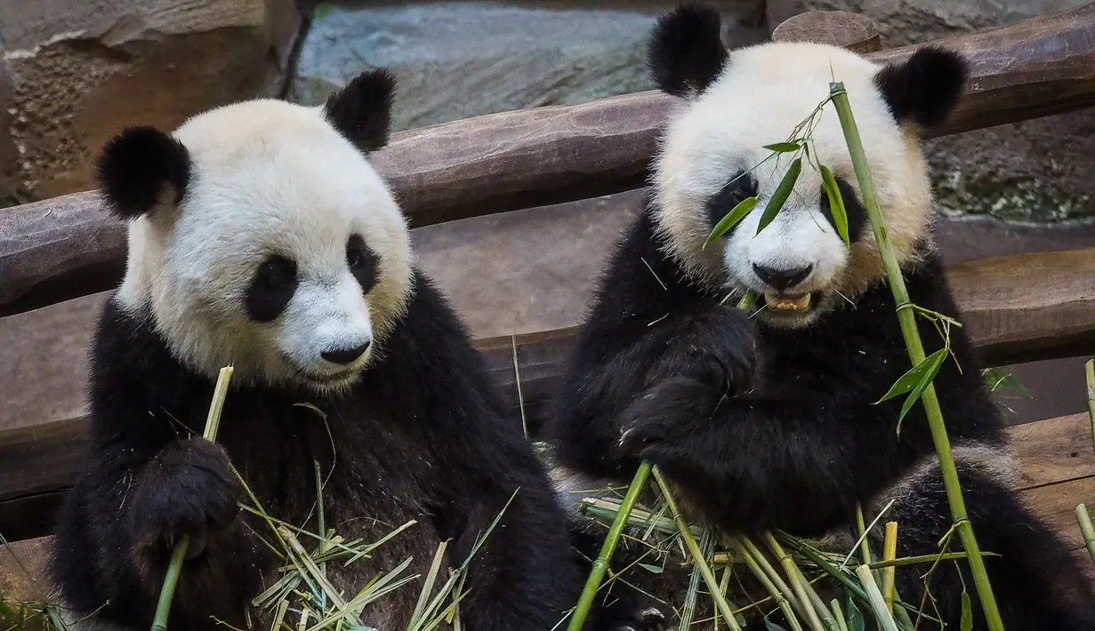 Anak panda, Yuan Meng (kanan) dan induknya, Huan Huan memakan bambu di kandang mereka di Zoo de Beauval. Prancis pada 26 Agustus 2019. Ibu Yuan Meng dan bapaknya, Yuan Zi, merupakan pinjaman dari China yang bertujuan menekankan hubungan yang baik dengan Prancis. (GUILLAUME SOUVANT / AFP)