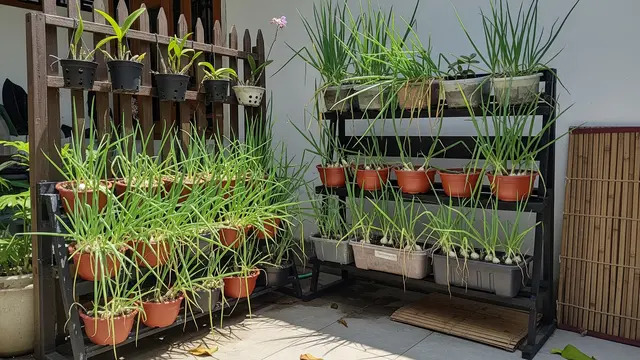 Ide Kebun Bawang Daun di Lahan 1×1 Meter