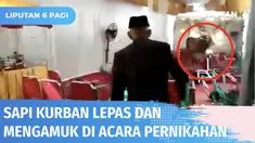 Lepas dari ikatan saat akan disembelih, seekor sapi mengamuk hingga masuk ke acara pernikahan warga di Pegadungan, Kalideres Minggu (10/07) siang. Meski sempat merusak acara, sapi kurban akhirnya dapat dibawa ke lokasi penyembelihan.