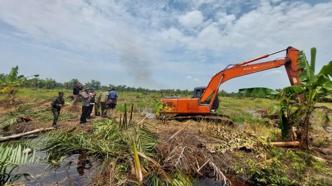Kemenhut dan Satgas PKH Garuda Bersihkan Sawit Ilegal di SM Karang Gading Sumut