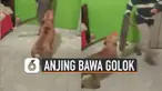 Aksi mengejutkan dilakukan oleh seekor anjing yang satu ini. Bisa memegang golok untuk menakuti manusia.