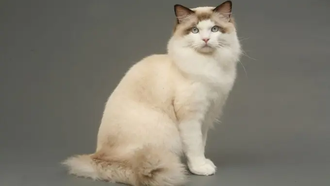 [Bintang] Kucing Ragdoll