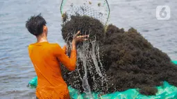 Sejak tahun 2000-an, sebagian warga Kampung Sembilangan menggantungkan hidupnya pada rumput laut. (merdeka.com/Imam Buhori)