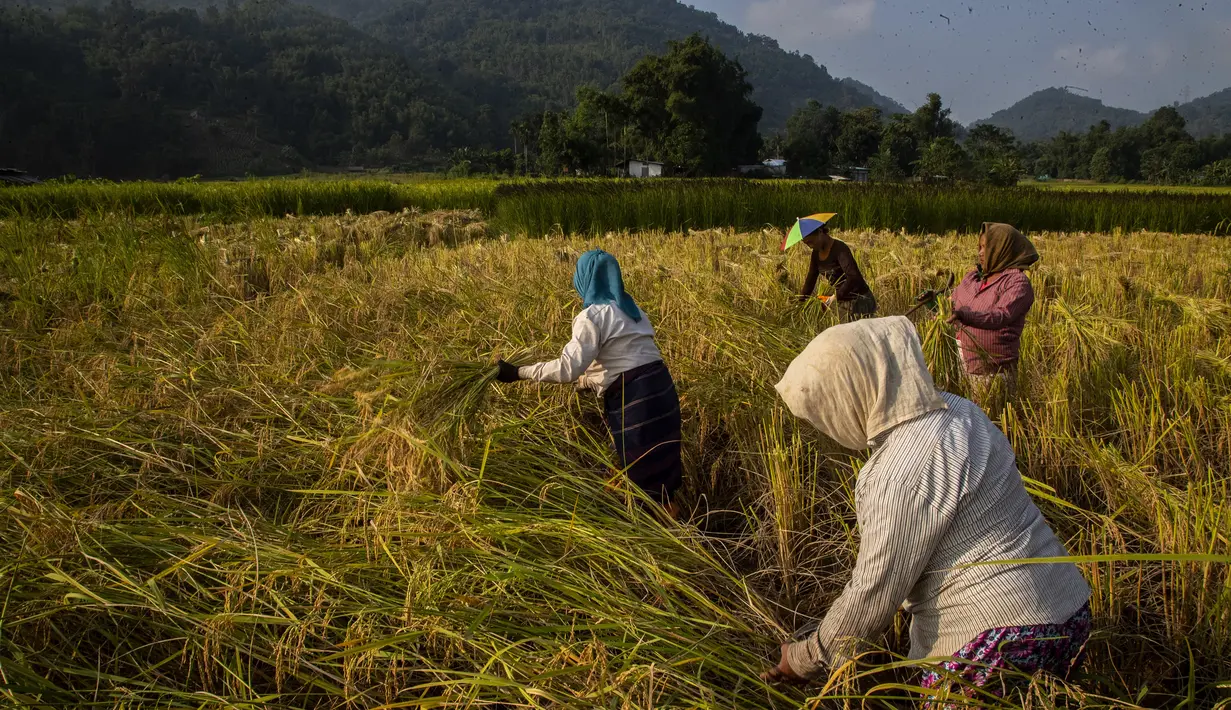 Perempuan etnis Khasi memanen padi di desa Umwang, sepanjang perbatasan negara bagian Assam-Meghalaya, India, Rabu (27/10/2021). Lebih dari 60 persen dari 1,3 miliar warga India bertani. (AP Photo/Anupam Nath)